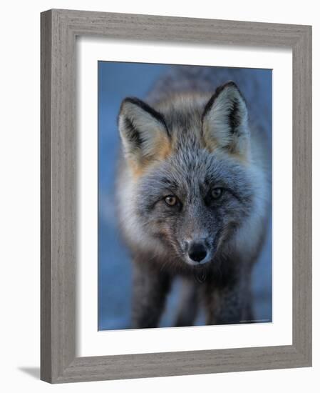 Red Fox on North Slope of Brooks Range, Alaska, USA-Steve Kazlowski-Framed Photographic Print