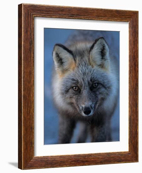 Red Fox on North Slope of Brooks Range, Alaska, USA-Steve Kazlowski-Framed Photographic Print