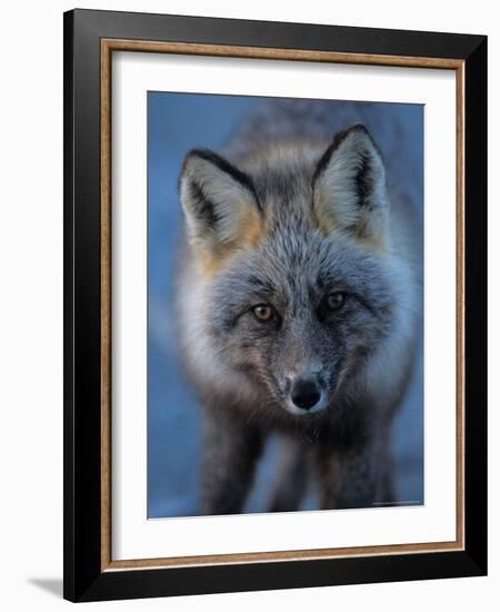 Red Fox on North Slope of Brooks Range, Alaska, USA-Steve Kazlowski-Framed Photographic Print