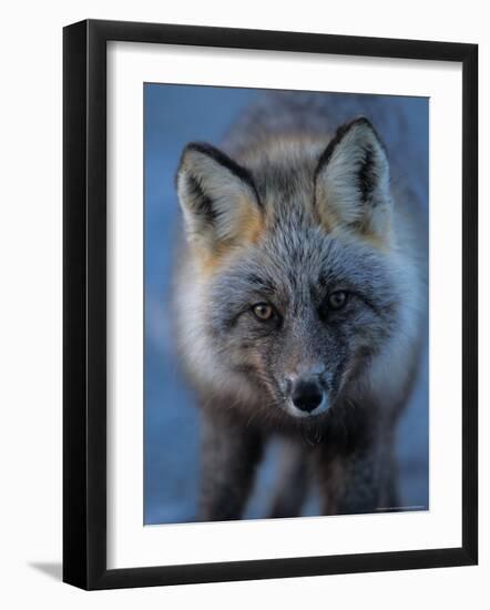 Red Fox on North Slope of Brooks Range, Alaska, USA-Steve Kazlowski-Framed Photographic Print