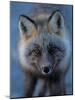 Red Fox on North Slope of Brooks Range, Alaska, USA-Steve Kazlowski-Mounted Photographic Print