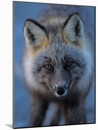 Red Fox on North Slope of Brooks Range, Alaska, USA-Steve Kazlowski-Mounted Photographic Print