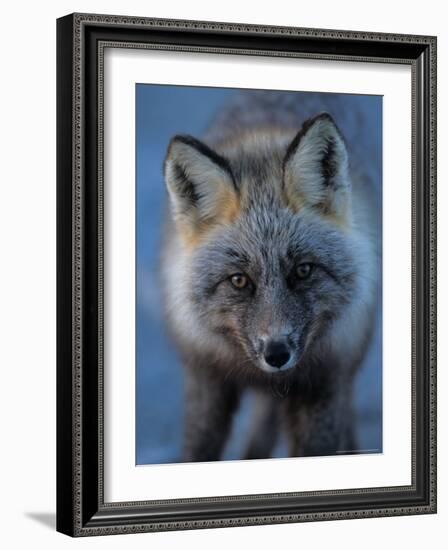 Red Fox on North Slope of Brooks Range, Alaska, USA-Steve Kazlowski-Framed Photographic Print