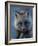 Red Fox on North Slope of Brooks Range, Alaska, USA-Steve Kazlowski-Framed Photographic Print