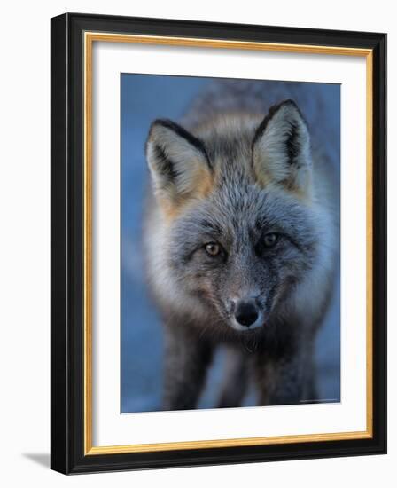 Red Fox on North Slope of Brooks Range, Alaska, USA-Steve Kazlowski-Framed Photographic Print