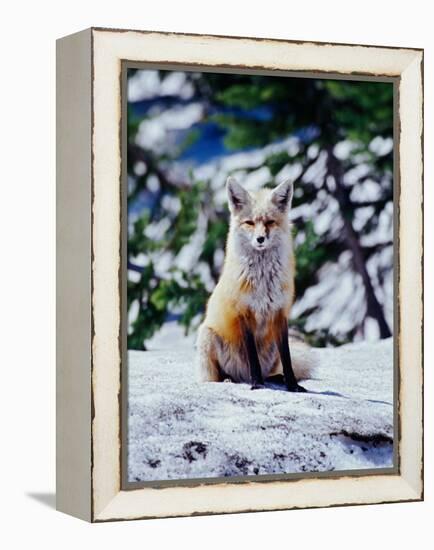 Red Fox on Snow Bank, Mt. Rainier National Park, Washington, USA-Adam Jones-Framed Premier Image Canvas