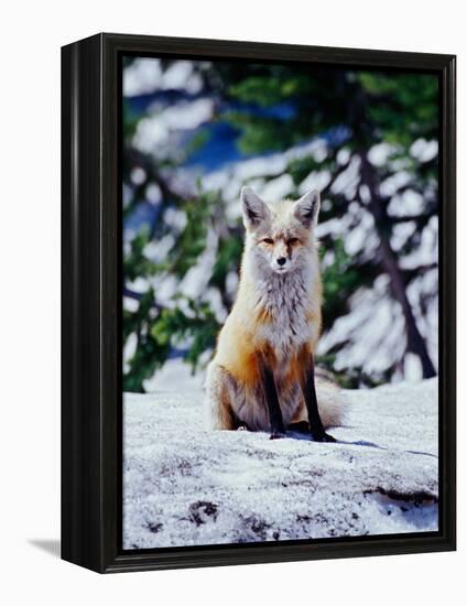 Red Fox on Snow Bank, Mt. Rainier National Park, Washington, USA-Adam Jones-Framed Premier Image Canvas