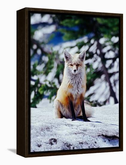 Red Fox on Snow Bank, Mt. Rainier National Park, Washington, USA-Adam Jones-Framed Premier Image Canvas