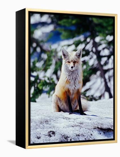 Red Fox on Snow Bank, Mt. Rainier National Park, Washington, USA-Adam Jones-Framed Premier Image Canvas