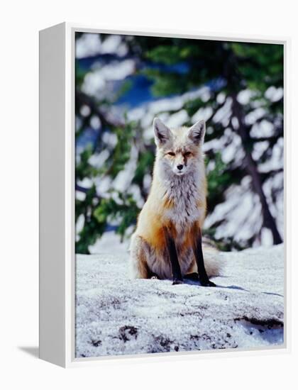 Red Fox on Snow Bank, Mt. Rainier National Park, Washington, USA-Adam Jones-Framed Premier Image Canvas