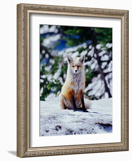 Red Fox on Snow Bank, Mt. Rainier National Park, Washington, USA-Adam Jones-Framed Photographic Print