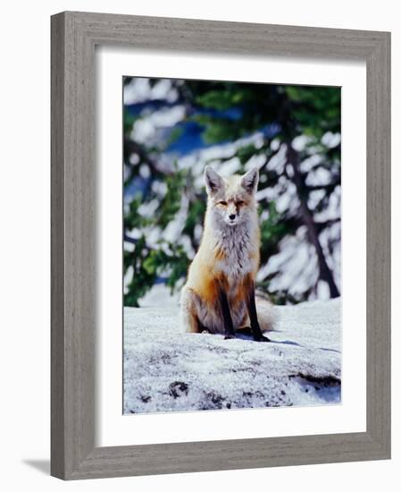 Red Fox on Snow Bank, Mt. Rainier National Park, Washington, USA-Adam Jones-Framed Photographic Print