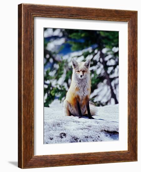 Red Fox on Snow Bank, Mt. Rainier National Park, Washington, USA-Adam Jones-Framed Photographic Print