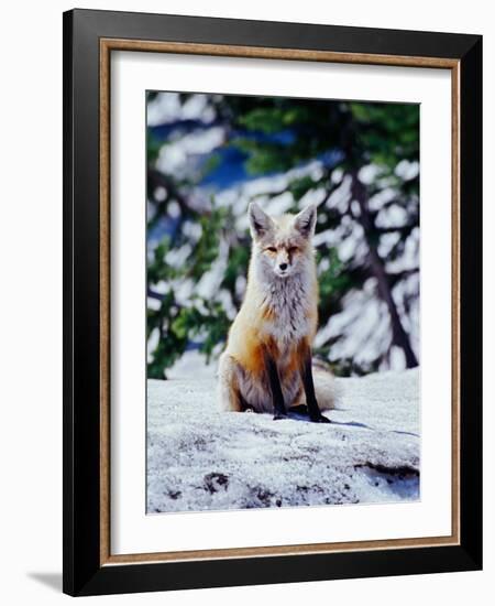 Red Fox on Snow Bank, Mt. Rainier National Park, Washington, USA-Adam Jones-Framed Photographic Print