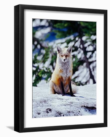 Red Fox on Snow Bank, Mt. Rainier National Park, Washington, USA-Adam Jones-Framed Photographic Print