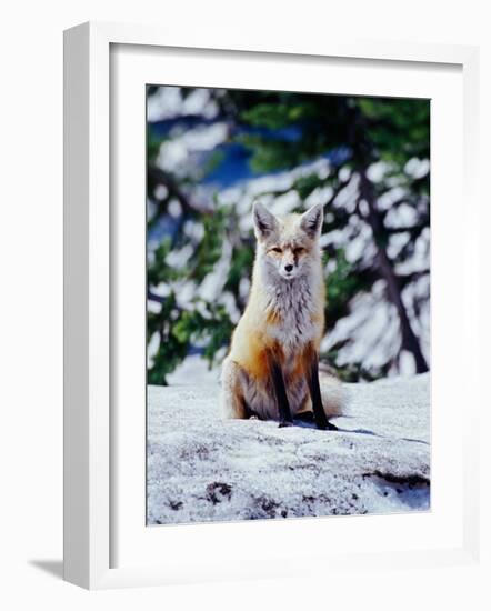 Red Fox on Snow Bank, Mt. Rainier National Park, Washington, USA-Adam Jones-Framed Photographic Print