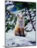 Red Fox on Snow Bank, Mt. Rainier National Park, Washington, USA-Adam Jones-Mounted Photographic Print