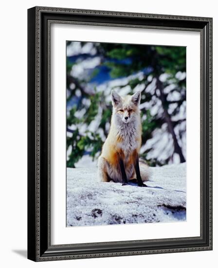 Red Fox on Snow Bank, Mt. Rainier National Park, Washington, USA-Adam Jones-Framed Photographic Print