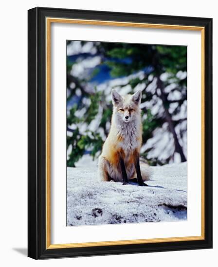 Red Fox on Snow Bank, Mt. Rainier National Park, Washington, USA-Adam Jones-Framed Photographic Print