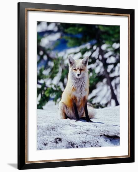 Red Fox on Snow Bank, Mt. Rainier National Park, Washington, USA-Adam Jones-Framed Photographic Print