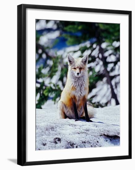 Red Fox on Snow Bank, Mt. Rainier National Park, Washington, USA-Adam Jones-Framed Photographic Print