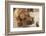 Red Fox (or Fox red) Labrador reclining on the floor, chewing his stuffed duck toy. (PR)-Janet Horton-Framed Photographic Print