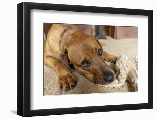 Red Fox (or Fox red) Labrador reclining on the floor, chewing his stuffed duck toy. (PR)-Janet Horton-Framed Photographic Print