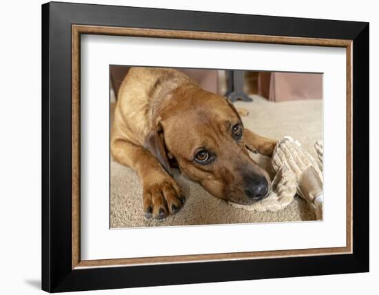 Red Fox (or Fox red) Labrador reclining on the floor, chewing his stuffed duck toy. (PR)-Janet Horton-Framed Photographic Print