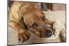 Red Fox (or Fox red) Labrador reclining on the floor, chewing his stuffed duck toy. (PR)-Janet Horton-Mounted Photographic Print