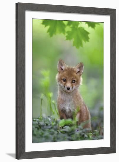 Red Fox Pup-Nick Kalathas-Framed Giclee Print