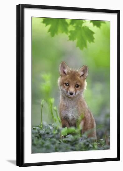 Red Fox Pup-Nick Kalathas-Framed Giclee Print