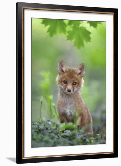 Red Fox Pup-Nick Kalathas-Framed Giclee Print