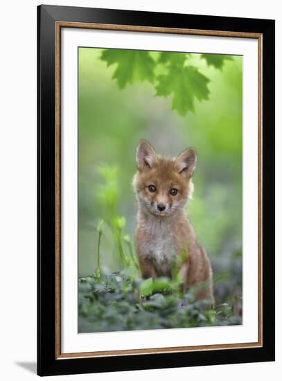 Red Fox Pup-Nick Kalathas-Framed Giclee Print