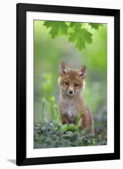 Red Fox Pup-Nick Kalathas-Framed Giclee Print