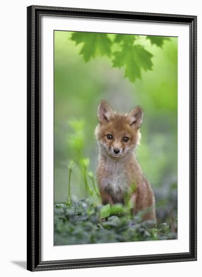 Red Fox Pup-Nick Kalathas-Framed Giclee Print