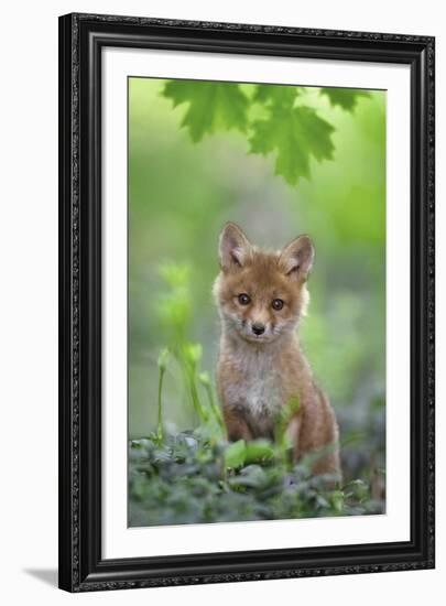 Red Fox Pup-Nick Kalathas-Framed Giclee Print