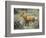 Red Fox, Rocky Mountain National Park, Colorado, USA-James Hager-Framed Photographic Print