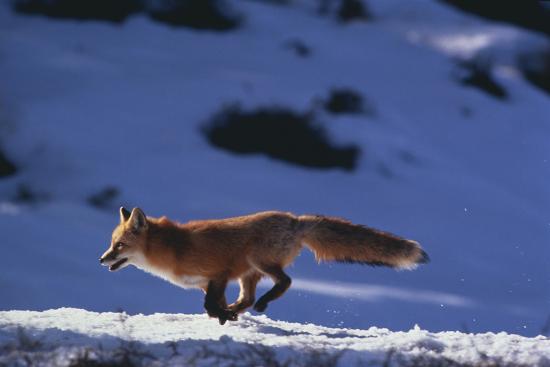 Red Fox Running In Snow Photographic Print Dlillc Art Com