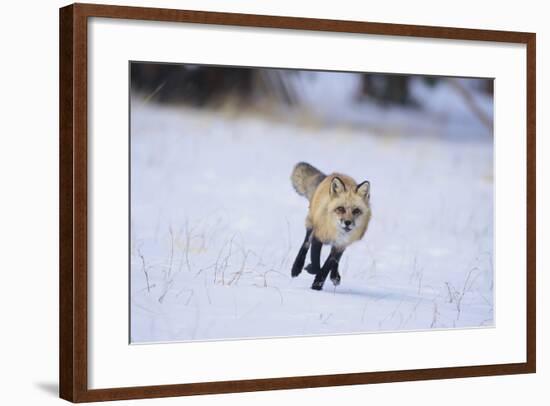 Red Fox Running-DLILLC-Framed Photographic Print