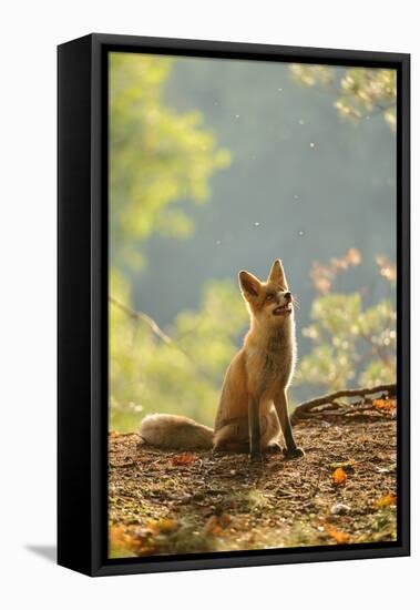 Red Fox Siitng in Backlight during Indian Summer-Stanislav Duben-Framed Premier Image Canvas