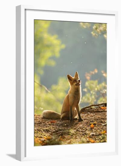 Red Fox Siitng in Backlight during Indian Summer-Stanislav Duben-Framed Photographic Print