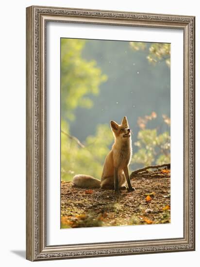 Red Fox Siitng in Backlight during Indian Summer-Stanislav Duben-Framed Photographic Print