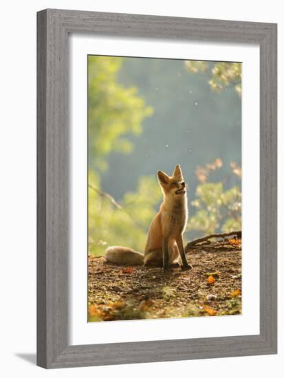 Red Fox Siitng in Backlight during Indian Summer-Stanislav Duben-Framed Photographic Print