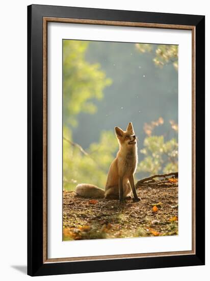 Red Fox Siitng in Backlight during Indian Summer-Stanislav Duben-Framed Photographic Print