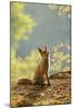 Red Fox Siitng in Backlight during Indian Summer-Stanislav Duben-Mounted Photographic Print