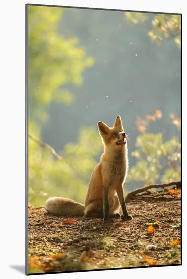 Red Fox Siitng in Backlight during Indian Summer-Stanislav Duben-Mounted Photographic Print