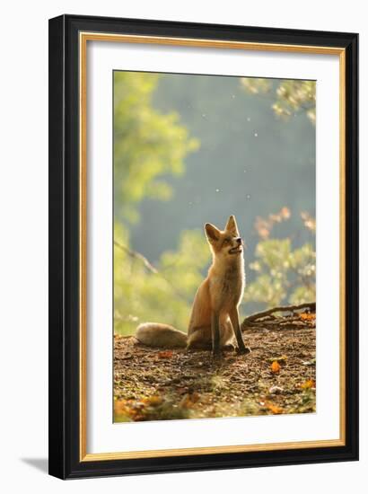 Red Fox Siitng in Backlight during Indian Summer-Stanislav Duben-Framed Photographic Print