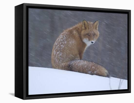 Red Fox Sitting in Snow, Kronotsky Nature Reserve, Kamchatka, Far East Russia-Igor Shpilenok-Framed Premier Image Canvas