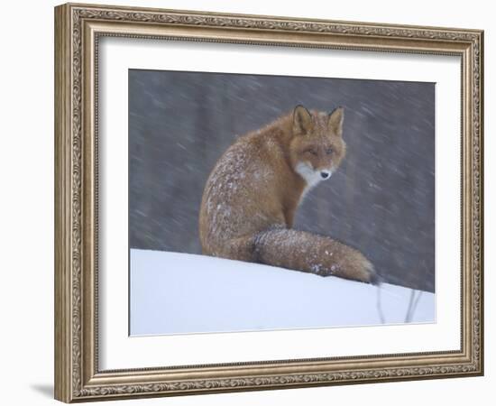 Red Fox Sitting in Snow, Kronotsky Nature Reserve, Kamchatka, Far East Russia-Igor Shpilenok-Framed Photographic Print