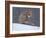Red Fox Sitting in Snow, Kronotsky Nature Reserve, Kamchatka, Far East Russia-Igor Shpilenok-Framed Photographic Print